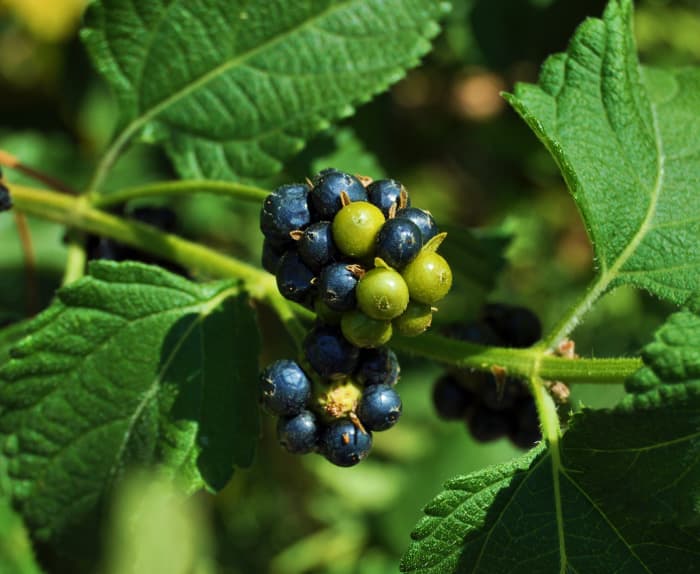 Lantana camara